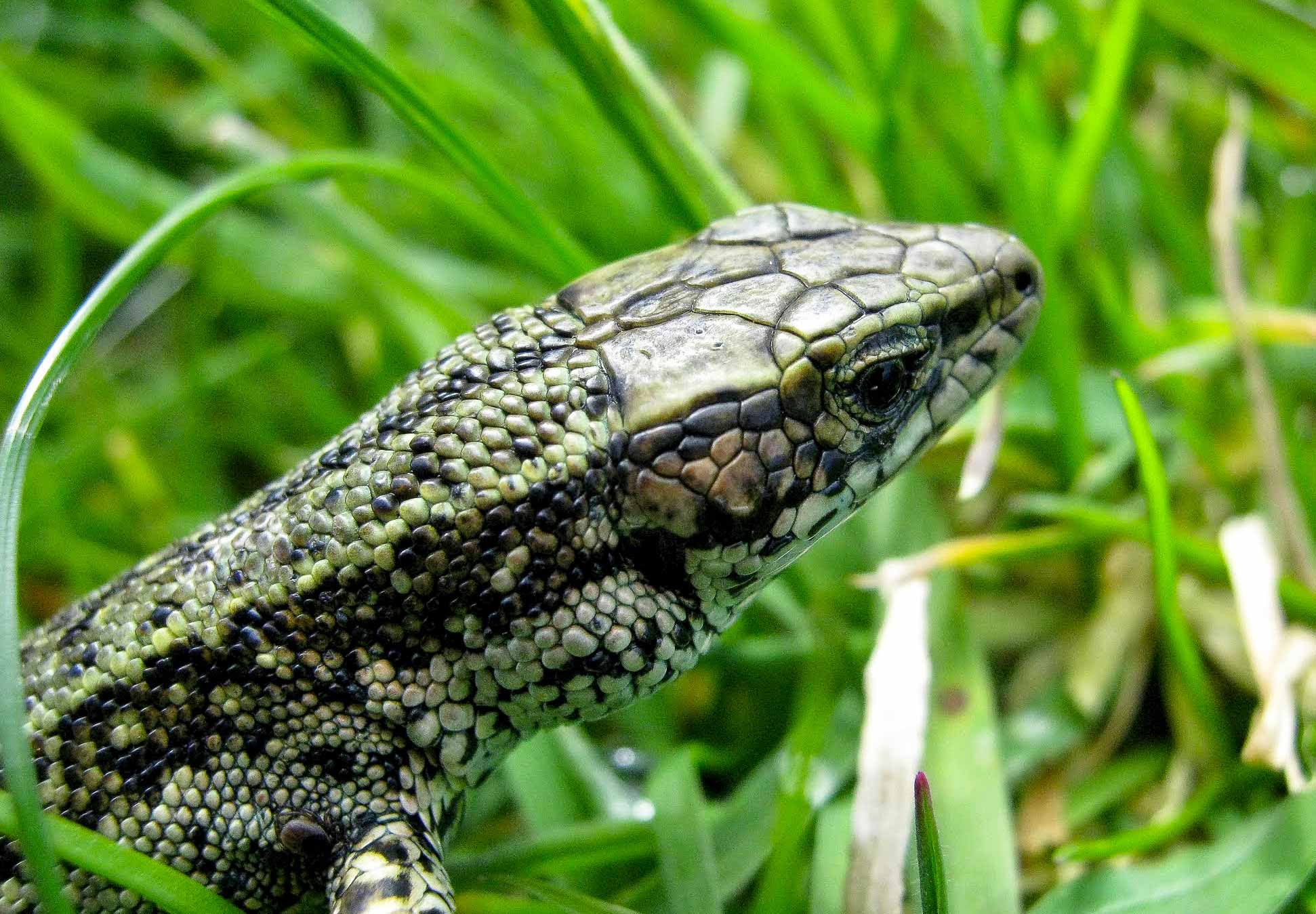 Sand Lizard
